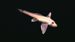 A chimera aka Ratfish, a kind of cartilaginous fish related to rays and sharks, photographed by the Little Hercules ROV during its dives from July 2010. Image courtesy of NOAA Okeanos Explorer Program, INDEX-SATAL 2010.