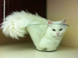 death-by-lulz:  Cats are liquids, as they conform to the shape of their container. Via/Follow The Absolute Greatest Posts…ever. 