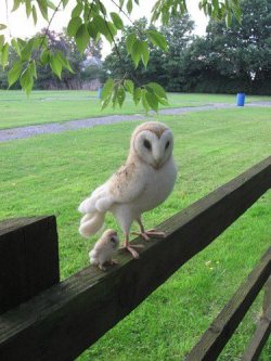recovery-and-happiness:  nightmarecryingalonewithdoritos:  shooti:  IT HAS A BABY  I AM SCREAMING.  Omg I have never seen a baby owl. Asdfghjkl look how cute it is omg 