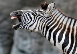 That’s so funny, even my zebra laughed  ;)
