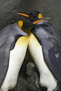 boxed-hobo:  Proud Papas. After trying to become parents for nearly a year, two gay King penguins at the Odense Zoo in Denmark adopted an abandoned egg. The two successfully incubated and hatched a chick last month. 