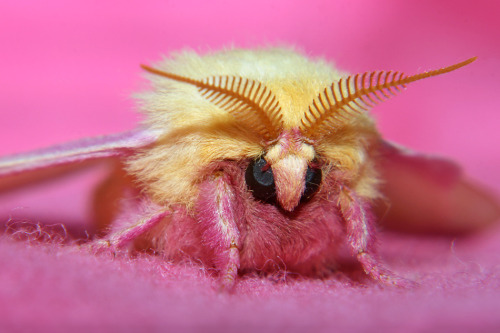 Paste mine moth