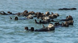 dailyotter:  Only One Sea Otter from the Whole Raft Seems to Notice Photographer Via edward_rooks