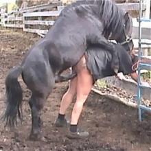 Horse sex dvd