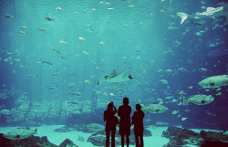 acuario, animals, aquarium, boy - inspiring picture on Favim.comが@weheartit.com を利用中- http://whrt.it/SGJb7j