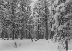 mpdrolet:  Snowshoeing through Ponderosa pine timber, Fremont National Forest, Oregon Gerald W. Williams Collection,  OSU Special Collections &amp; Archives