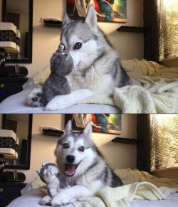 notsovirginalanymore:  thefuuuucomics:  HE’S SO HAPPY OMG  The face of a dog that wants to kill you in your sleep..
