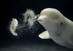 Beluga whales are known to blow bubble rings and then play with them