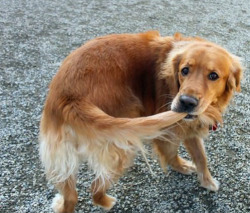 i-will-die-laughing:solarsweeps:  the dog all puppies aspire to be he did it he caught the tail  his face just says “what am i going to do with my life now” 