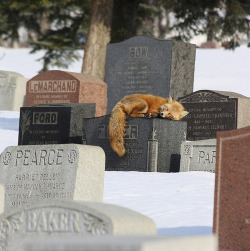 c0cainee:  sharingneedles:  stopgivin-up:  The owner of this fox died 5 years ago and every day at 3 o’clock the fox visits his owners grave to mourn.  that is probably a random ass fox  hahahaha