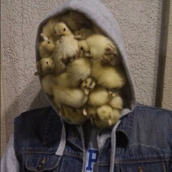 ifuckedthatrichboy:  mathsdebater:  sowhere-smycandy:  Duck face  hHAHAHAHAHA his is actually the greatest   duck.*-*xddddddddddddddddddddddd