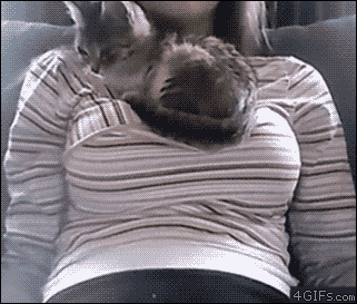 smileprettybaby:  binarysunrise:  nevyns:  onefishybastard:  foxybadger42:  thefaultinourstartrek:  the only practical use for boobs tbh  CAT SHELF  HUMAN WHY DO YOU GIVE ME THIS MATTRESS AND THEN TAKE IT AWAY IT IS A GOOD MATTRESS I LIKE IT  Boobs are
