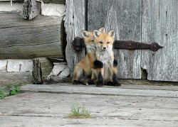 hotlatina42:  dickfuentes:  its a sHY BABY FOX HIDING BEHIND ANOTHER BABY FOX AWWWW ISF   P