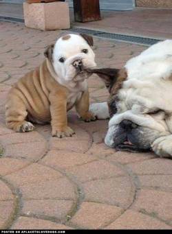 aplacetolovedogs:  Awwww such a cute Bulldog puppy trying to wake up daddy… ears iz for noms??? Original Article