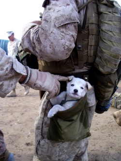 so-fizzle-my-nizzle:  so-fizzle-my-nizzle:  A small puppy wondered up to U.S. Marines from Alpha Company, 1st Battalion 6th Marines, in Marjah, Afghanistan on *****. After following the Marines numorous miles, a soft hearted Marine picked the puppy up
