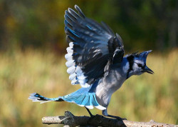 Prepare for takeoff (Eastern Blue Jay)