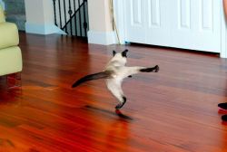 pitiful:  nosdrinker:  the ol’ razzle dazzle   is this a live action artistocats