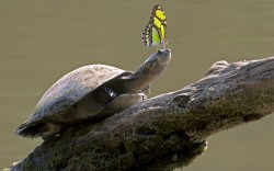 Amazon River Turtle with hitchhiker (by Nate Chappell)