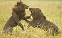 Game of Thrones (two lions battling on the Masai Mara in Kenya)