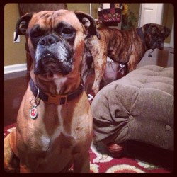 fitness-my-way:  Honey Badger Don’t care… Neither does Oakley or Dooley! :-) #oakley #boxers #dogs #friends #family #boxerlover  Mans best friend