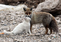 funnywildlife: howtoskinatiger:  Near the shores in the city of Van, a cat and a fox are often seen playing together. A local said he first saw them together when they shared some left over fish from a fisherman. The pair soon began to play together and