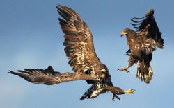 Aerial engagement (White-tailed Eagles battle for food and territory)