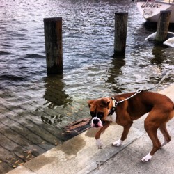 Morning run down at the waterfront!  #boxerdogs #boxerpuppy #boxerpuppys #boxerdogs101 #boxerdogsrule #boxerpuppylove #boxerdogsarebest #boxerpuppygrowingup #boxerdogsofinstagram #boxerdogsofistagram101