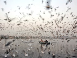 fotojournalismus:Men feed birds in the Yamuna river in New Delhi on November 23, 2012. (Tsering Topgyal/AP)