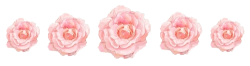 softwaring:transparent roses