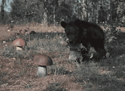 dirtyheadkevin:  inkdefense:  a-cumberbatch-of-cookies:  rachaelora:  is that a bear holding a mushroom  No that’s a bear stealing a mushroom.  the bear is also frolicking away afterward. this gif is delightful :)  &ldquo;Let’s trip the fuck out&rdquo;