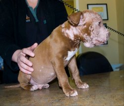 rachaelshaww:  Both abandoned, both left to die. One found tied up in a shoe box left to die at two weeks old. The other rescued from a meth lab explosion that burnt over 75% of his body. The people that tell me that it is a pitbull that is a vicious