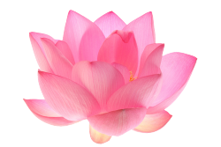 transparent-flowers:Indian Lotus, also Nelumbo nucifera.