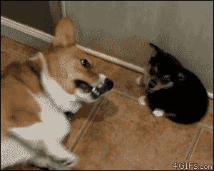 catbountry:   ambitiousbard:   relenawarcraft:   goooseling:   puppy farts - Imgur   I’ve been laughing at this for about the past five minutes.   holy shit   The video this is from is even better because there’s like five minutes of video of these