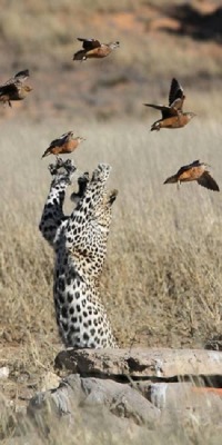 The never ending struggle between cats and birds (Leopard)