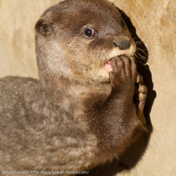 dailyotter:  Oops… I’ve Done Something Very Bad. Just Kidding, It Wasn’t Me! Via Das Otterhaus