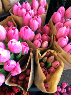 in-e-f-f-a-b-l-e:  timbllr:  aleua:  cluubsoda:  Saw a cute hipster pick up a bouquet of these today for his gf…. Jealous  I would be too these are gorg  queued xx  I LOVE ALL THE PINK FLOWERS ON TUMBLR 