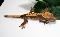 reptilesrevolution:  The same color of crested geckos i have. 