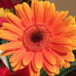 My fave flower.got them for my birthday! #daises #flowers #fave #orange