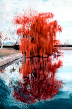  Weeping Willow by Michael Zavros 