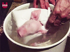 littlestarpu:  ah-shiyt:  thedoctorplusone:  Piggy Gets Warm Bath [video]  THIS IS THE CUTEST THING IN THE WORLD OMFG  IT LOOKS SO HAPPY IN THE LAST GIF 