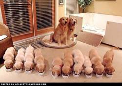 aplacetolovedogs:  Proud parents of 10 little Golden Retriever pupsters!! Original Article  In the animal world, this is cute. In the human world, this is how we end up with people draining the tax payers money by being on welfare and how world hunger