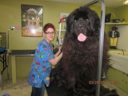 pussaypussay:    chronic-the-hempblog:  jommeez:  clifford the big black mother fucker  HoLY SHIT    what in satans name is this satanic creature?!