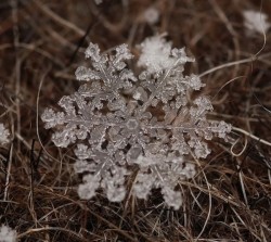 ulf-thorsson:  Snowflakes, by Andrew Osokin. 