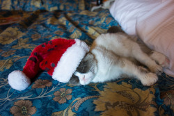 laughingsquid:  Santa Grumpy Cat Sleeping 