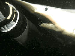 ludicrouscupcake:  baconshouldgrowontrees:  You are fucking kidding me  aww its a cute gif of a shark trying to bite but his mouth’s too smAHHHHWHAT THE FUCK IS THAT SHIT OH MY GOD STOP NO STOP STOP STOP 
