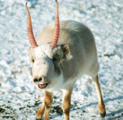 funkysafari:  Unique in its genus, the saiga antelope inhabits the steppes and semi-desert environments in two sub-species split between Kazakhstan (Saiga tatarica tatarica, ~ 80% of the individuals) and Mongolia (Saiga tatarica mongolica). Locals