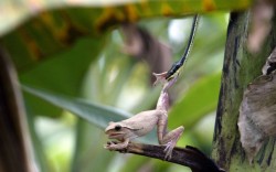Life and Death (a Banana Leaf Tree Frog struggles to free itself from the grip of a Bronze-back Snake in Java, Indonesia)